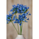 Blue Agapanthus Stem [cid:23867-d]