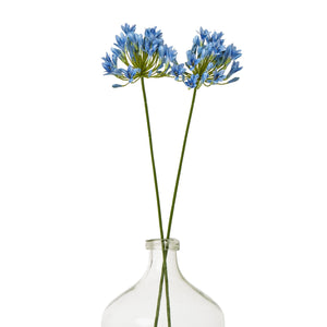 Blue Agapanthus Stem [cid:23867-b]