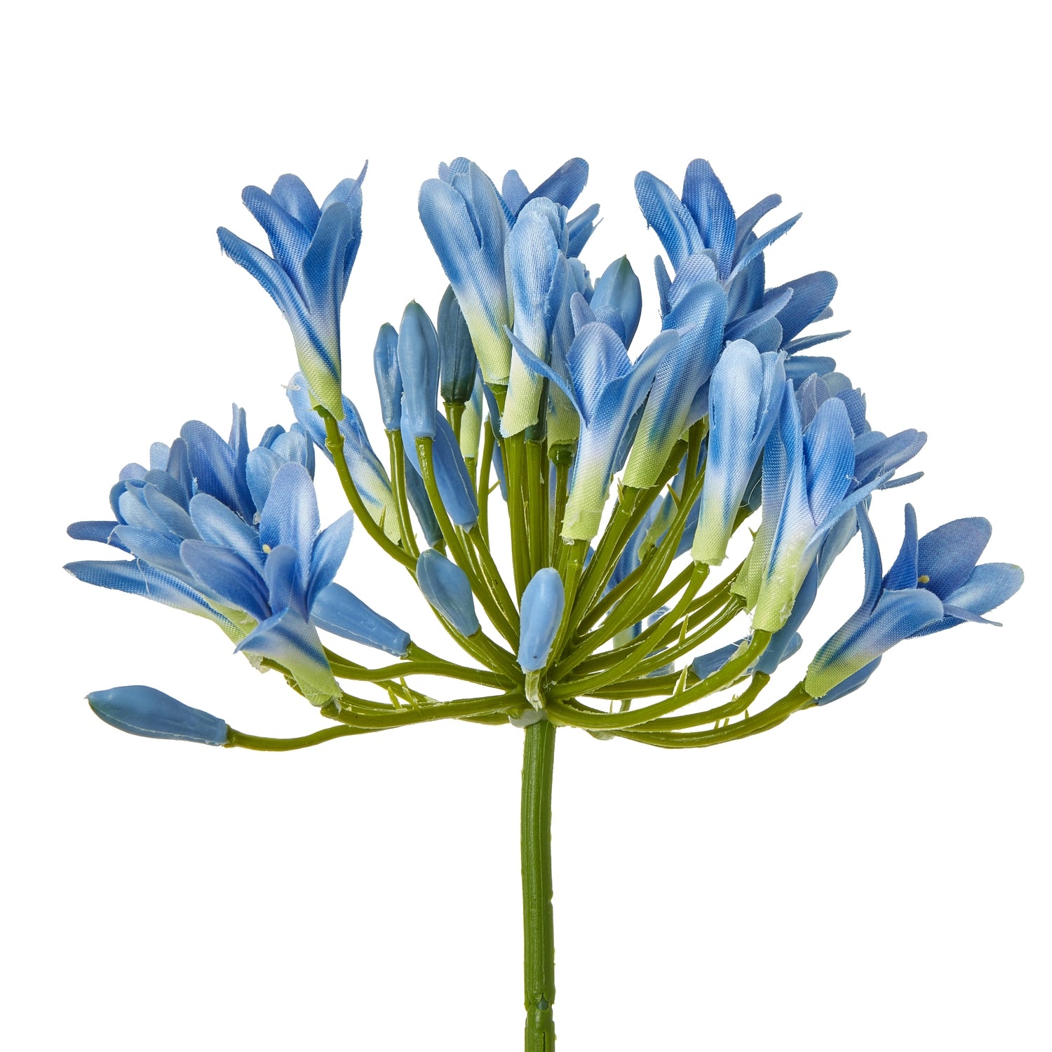 Blue Agapanthus Stem [cid:23867-a]