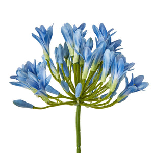 Blue Agapanthus Stem [cid:23867-a]