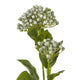 Blue Budding Hydrangea Spray_4434
