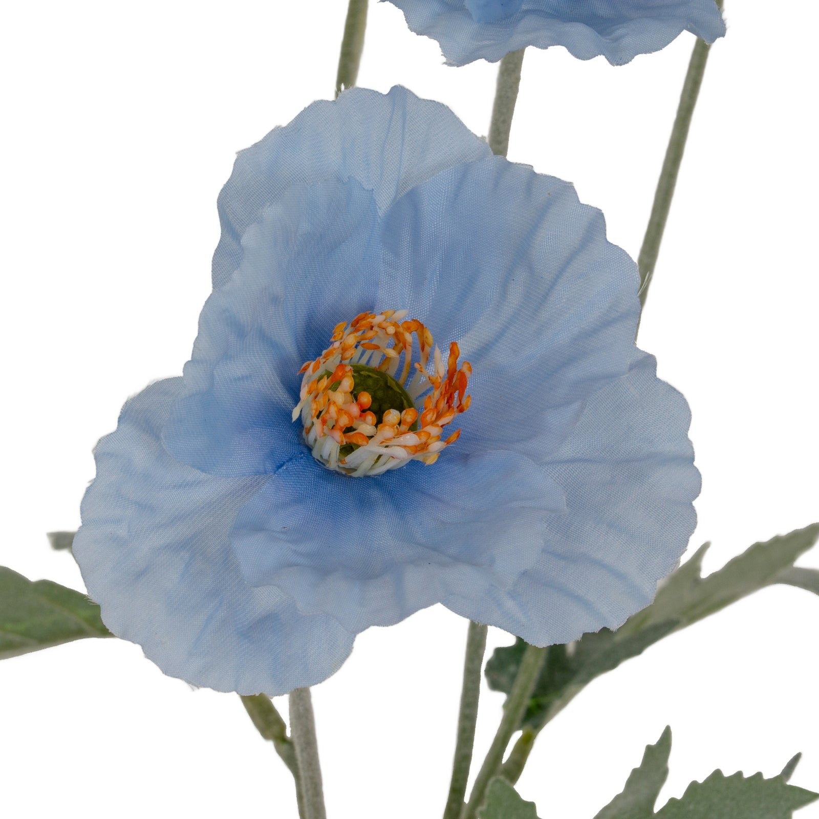 Blue Papaver Oppy Spray_4452
