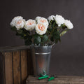 Blush Garden Rose_4456