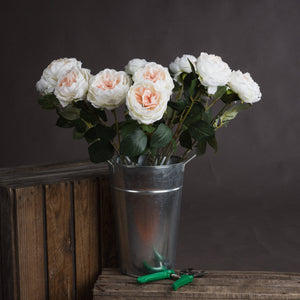 Blush Garden Rose_4456