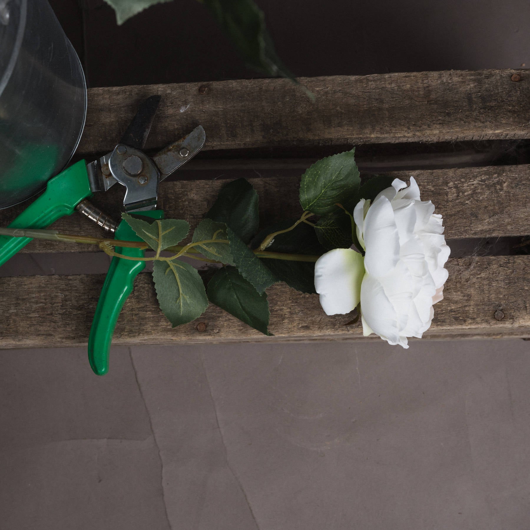 Blush Garden Rose_4457