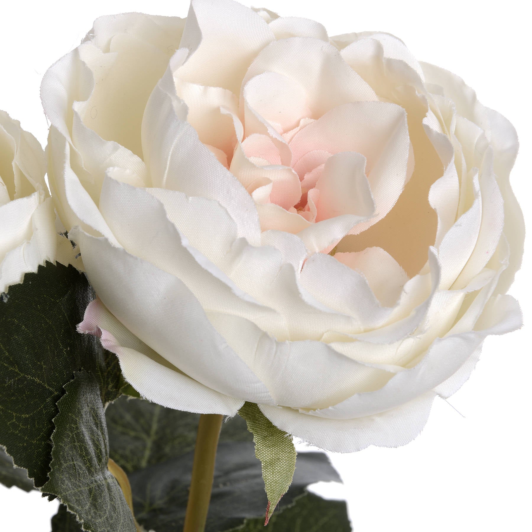 Blush Garden Rose_4460
