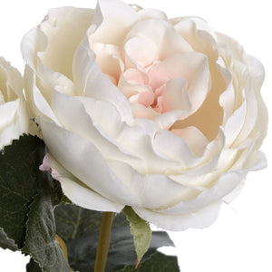 Blush Garden Rose_4460