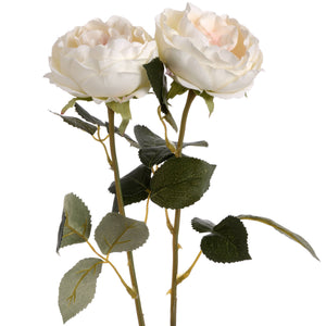 Blush Garden Rose_4459