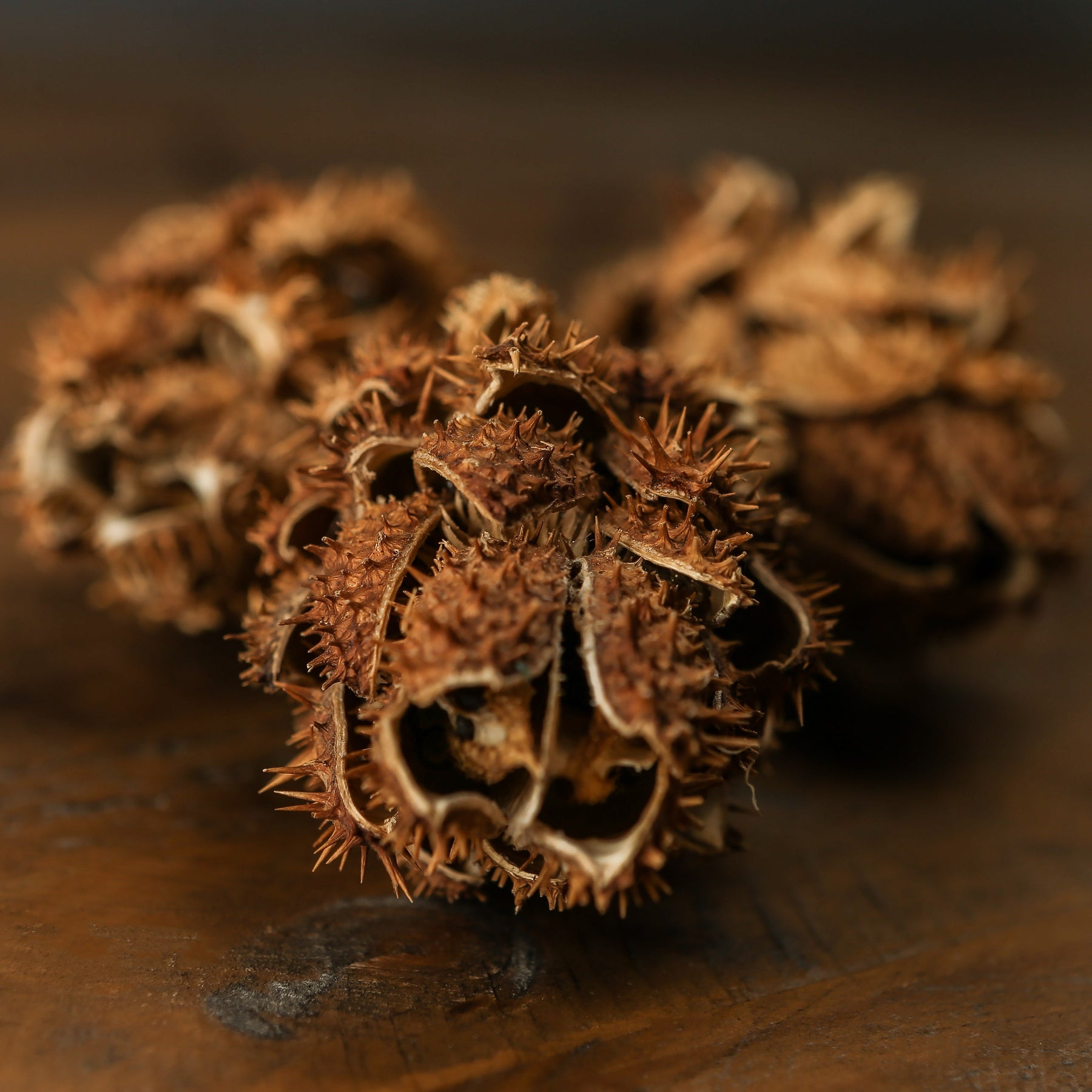 Bouquet Of Dried Protea_4465