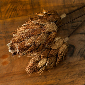 Bouquet Of Dried Protea_4466