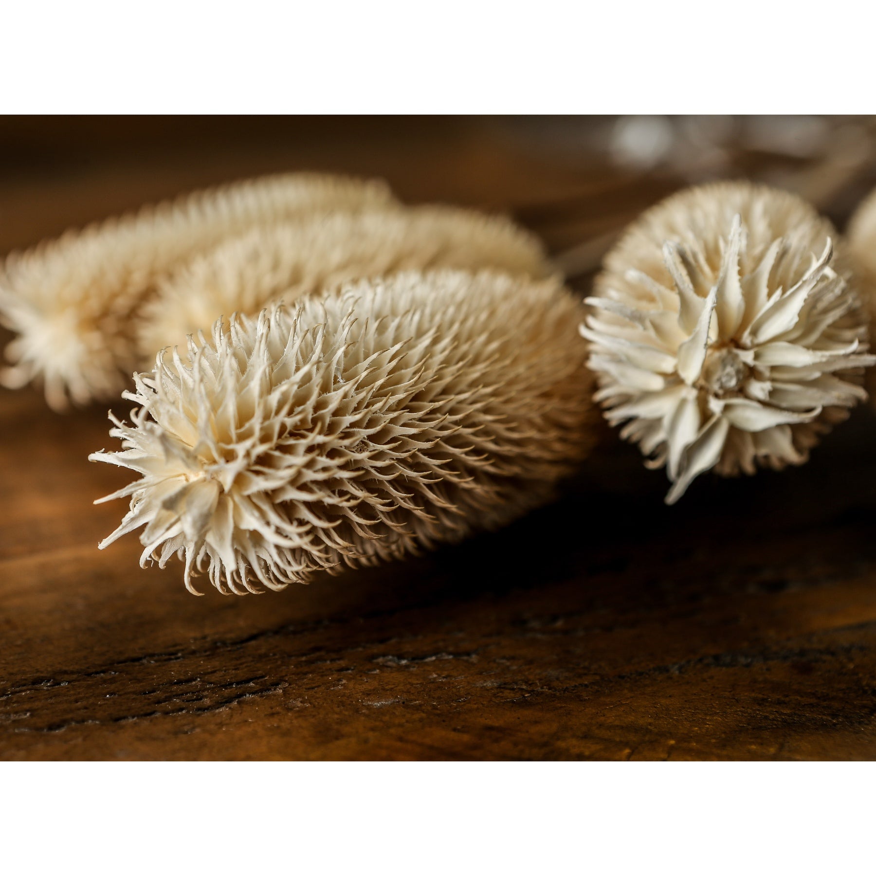 Bouquet Of Dried Tall Thistle_4471