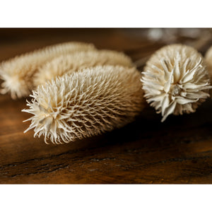 Bouquet Of Dried Tall Thistle_4471