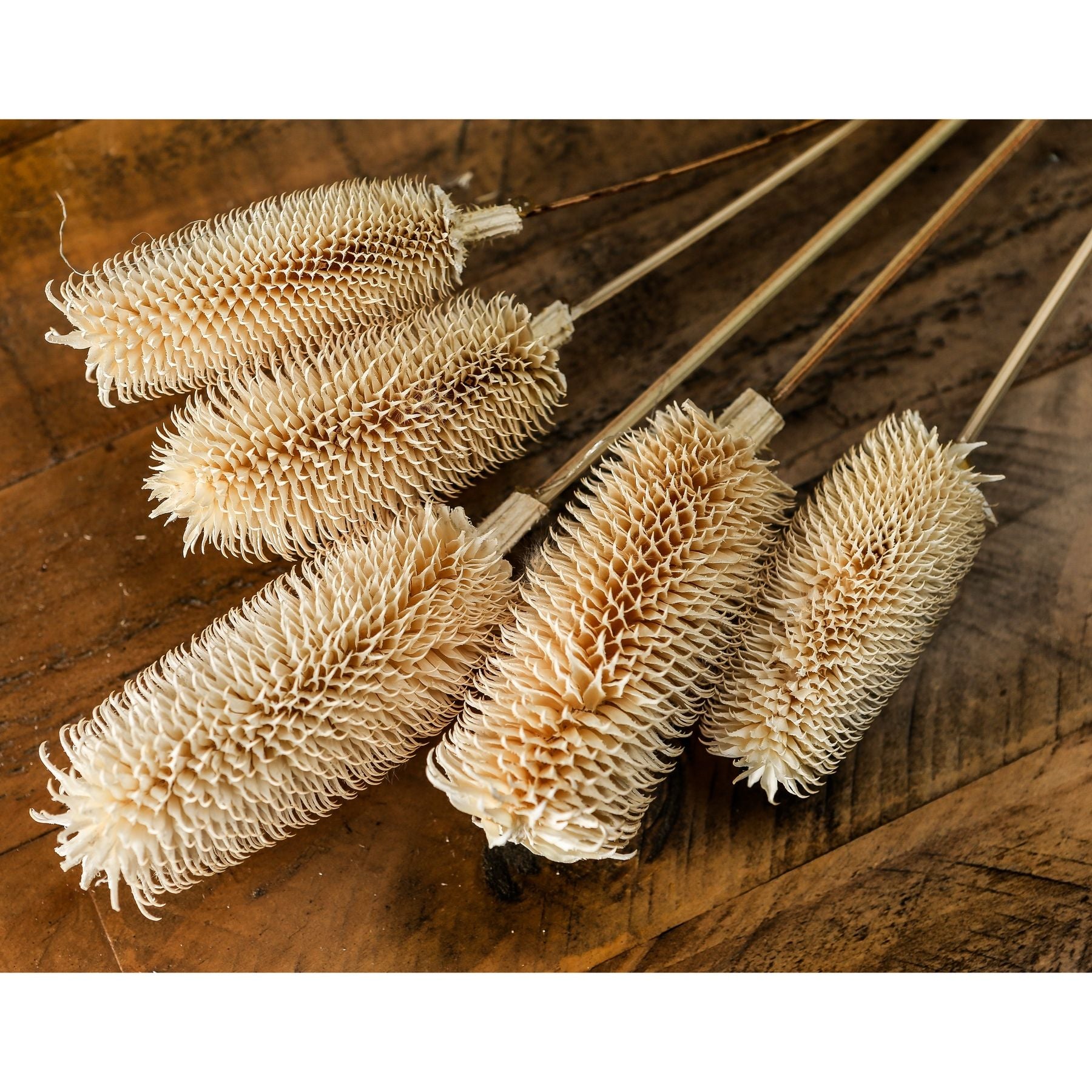 Bouquet Of Dried Tall Thistle_4470
