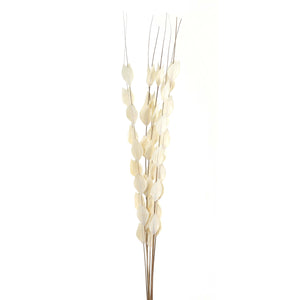 Bouquet Of Dried Thlaspi Arvense_4473
