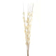 Bouquet Of Dried Thlaspi Arvense_4473
