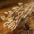Bouquet Of Tall Bunny Tails_4479