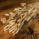 Bouquet Of Tall Bunny Tails_4479