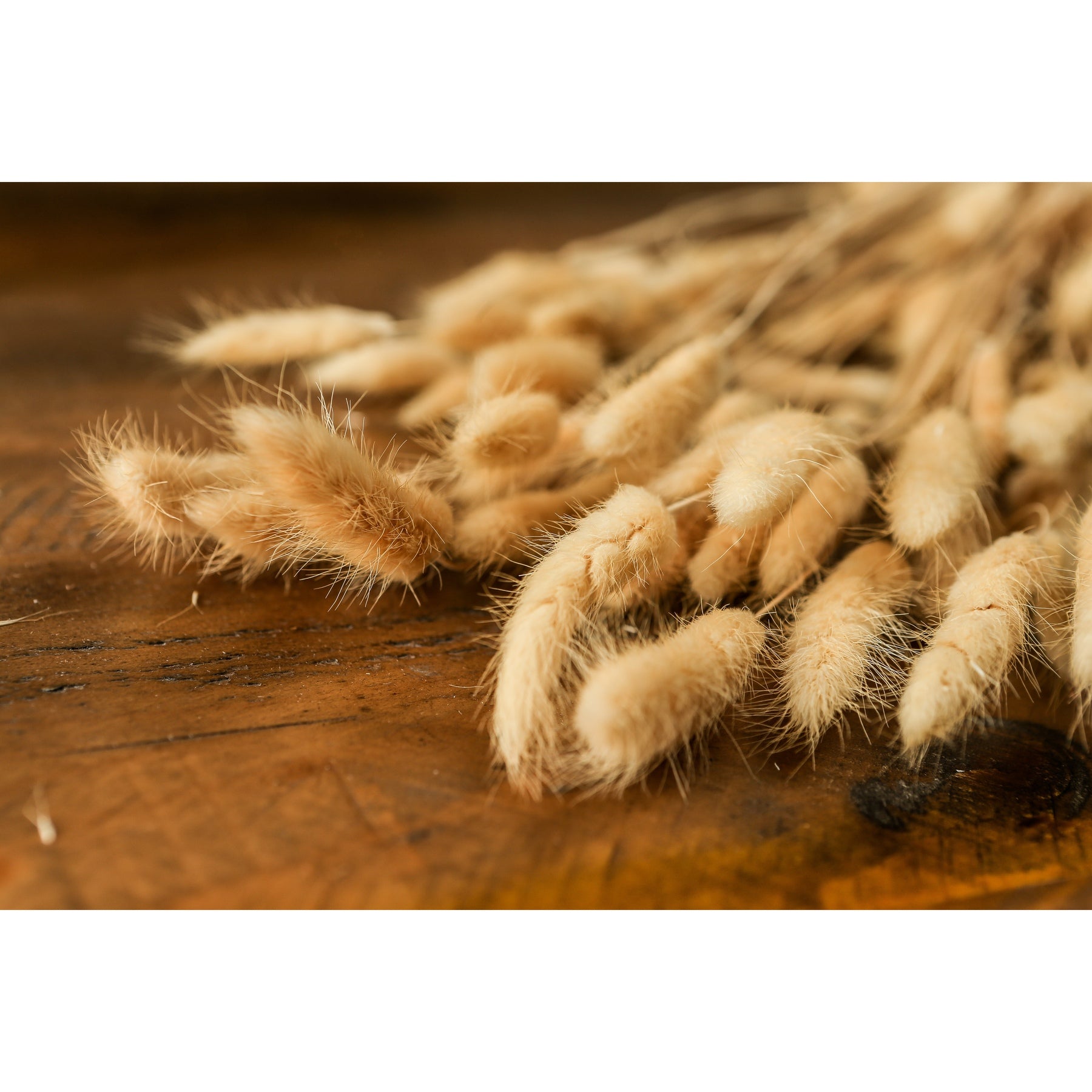 Bouquet Of Tall Bunny Tails_4480
