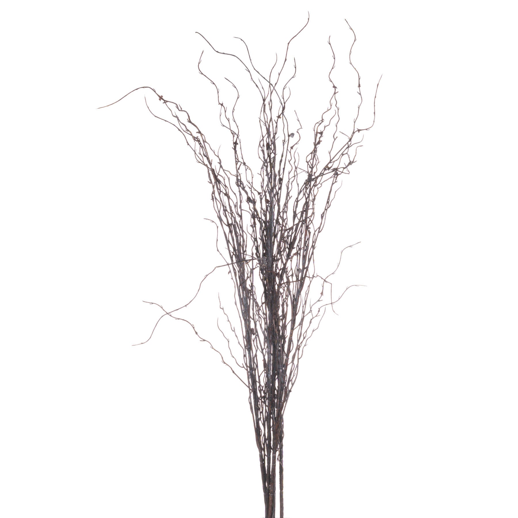 Branch Spray_4489