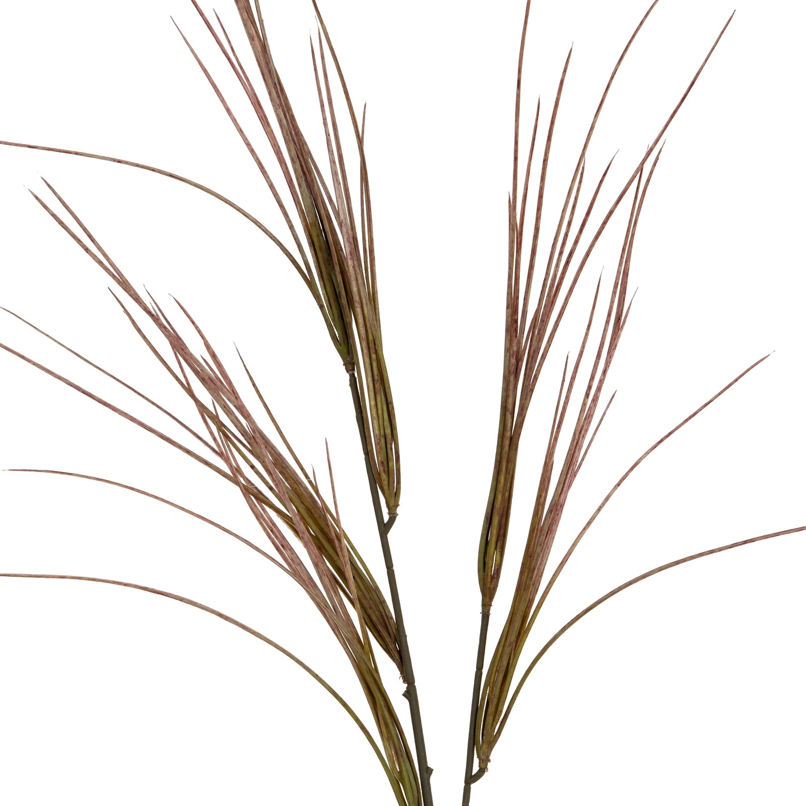 Brome Grass Spray_4491