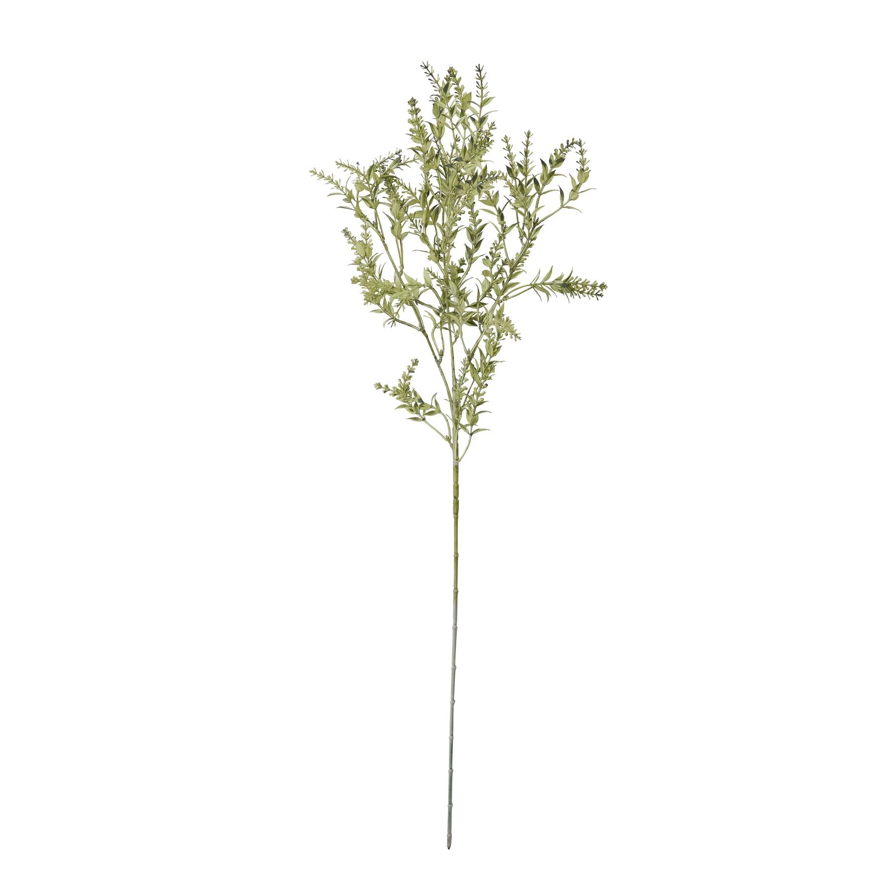 Broom Stem_4496