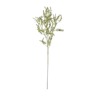 Broom Stem_4496