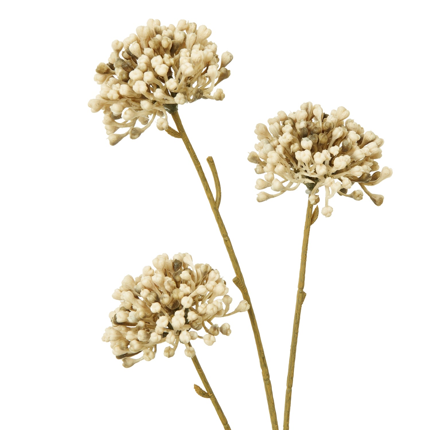 Brown Allium Spray [cid:23831-a]