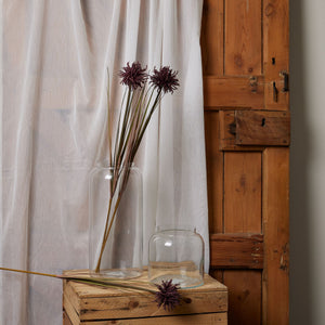 Burgundy Aster Spider Chrysanthemum Stem_4508