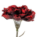 Carnation Stem_4516