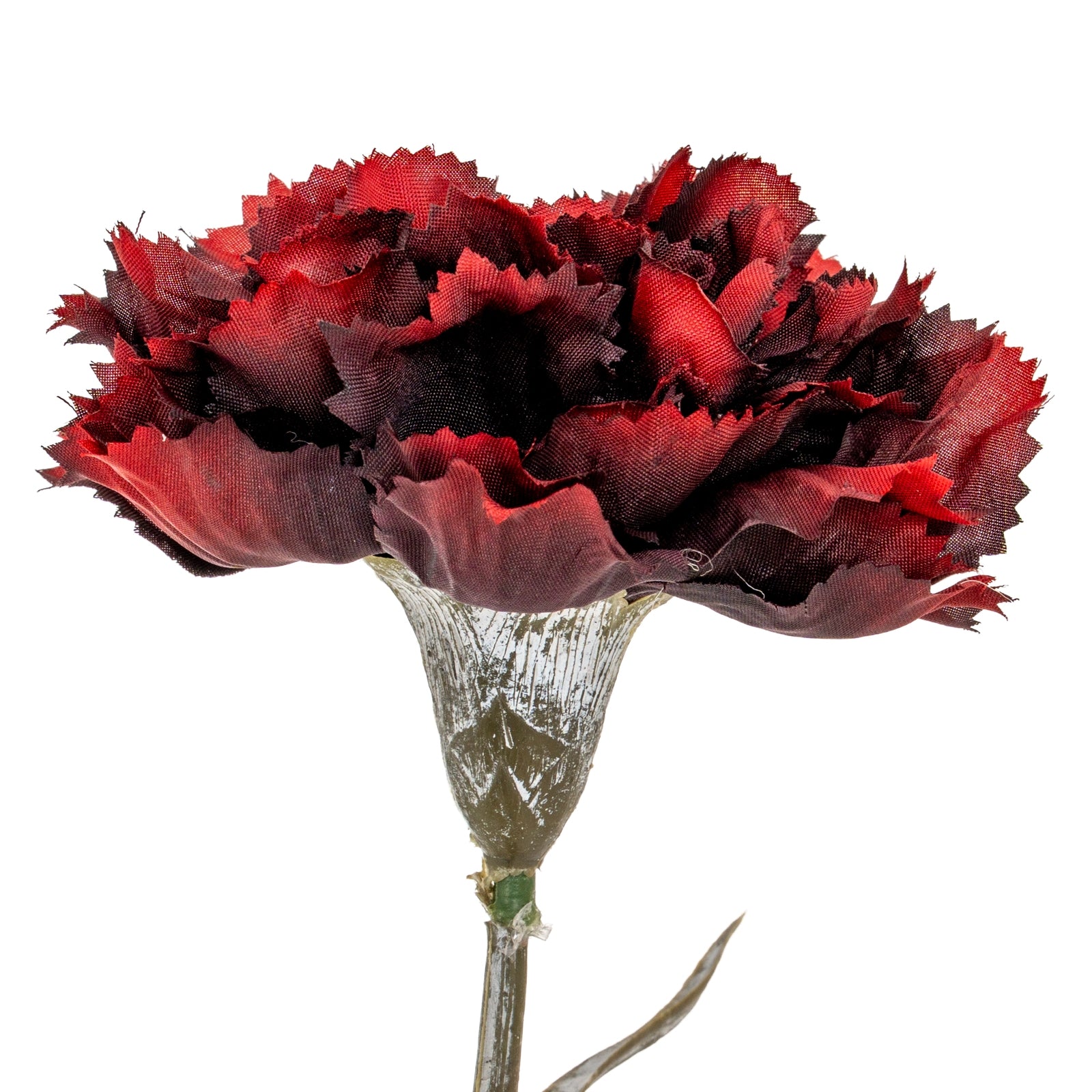 Carnation Stem_4516