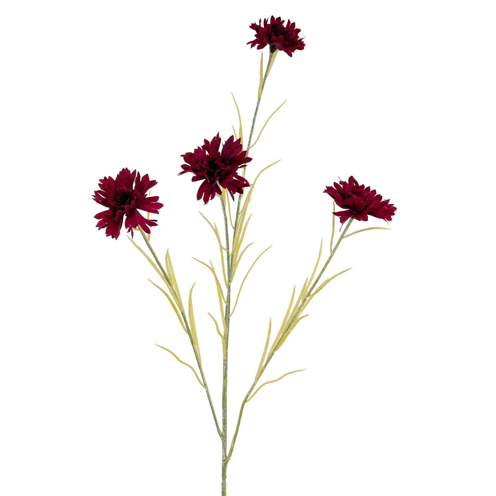 Blue Cornflower Stem_4519
