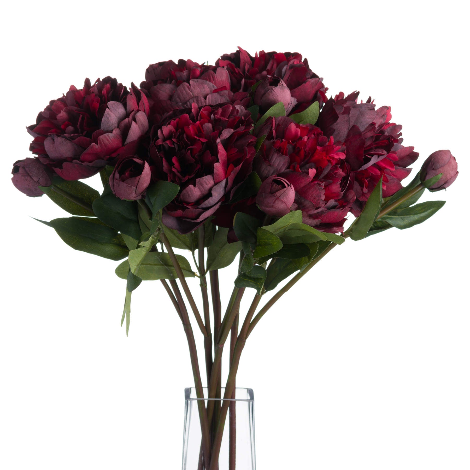 Burgundy Peony Rose_4528