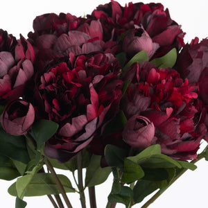 Burgundy Peony Rose_4530
