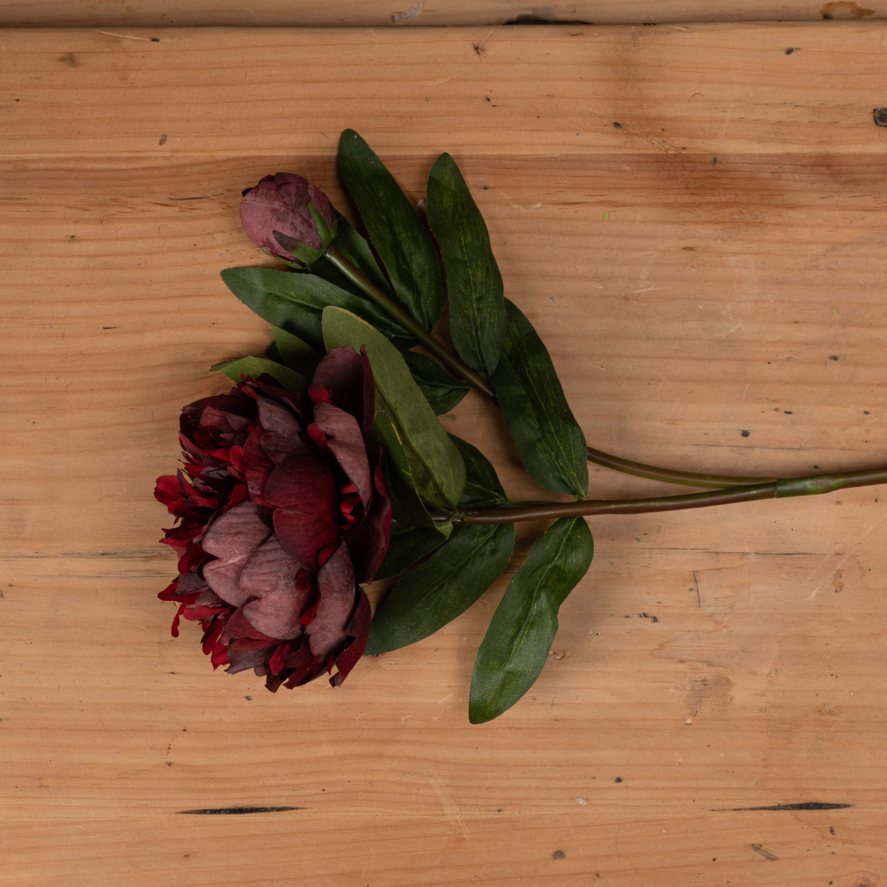 Burgundy Peony Rose_4527