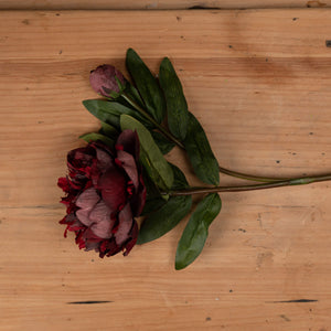 Burgundy Peony Rose_4527