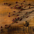 Burgundy Rosehip Stem_4531