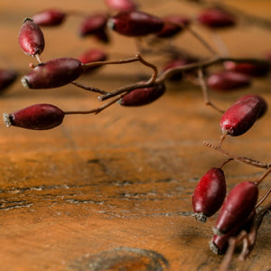 Burgundy Rosehip Stem_4532