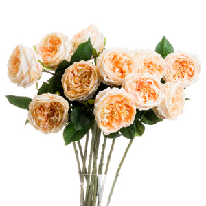 Butter Portland Rose_4541