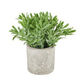 Buxus Plant In Stone Effect Pot_1475