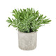 Buxus Plant In Stone Effect Pot_1475