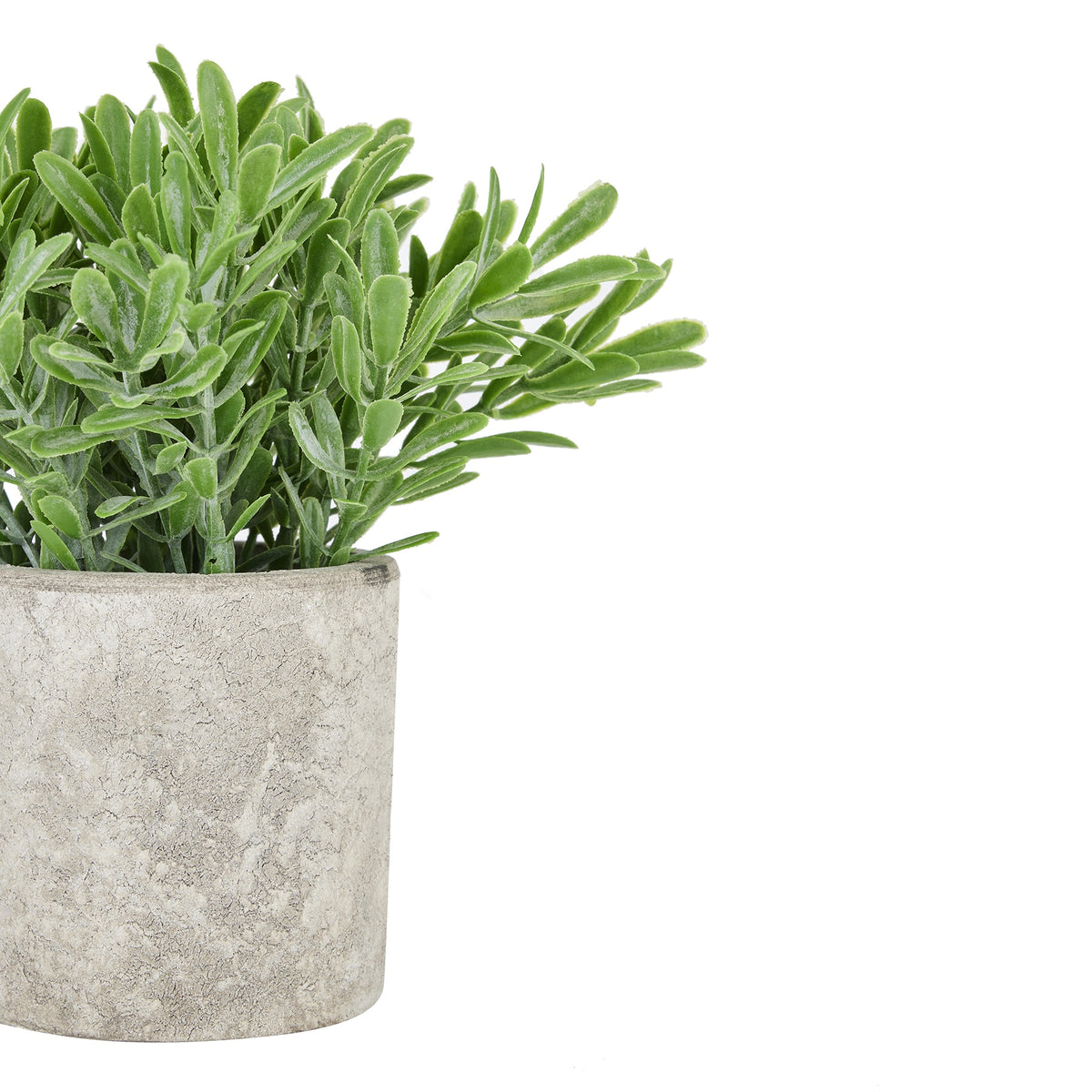 Buxus Plant In Stone Effect Pot_1476
