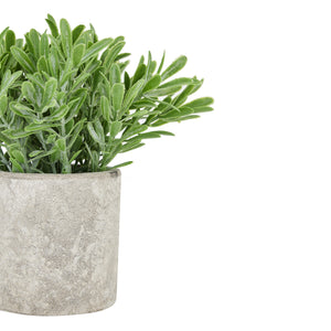 Buxus Plant In Stone Effect Pot_1476