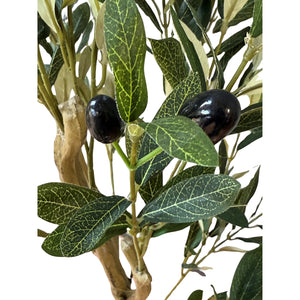 Calabria Olive Tree_4556