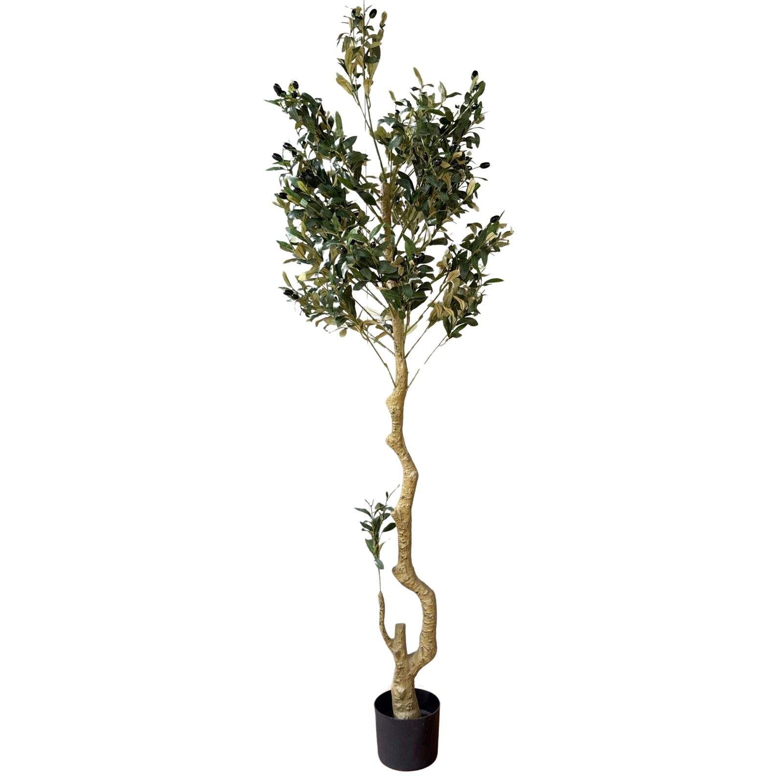 Calabria Olive Tree_4548