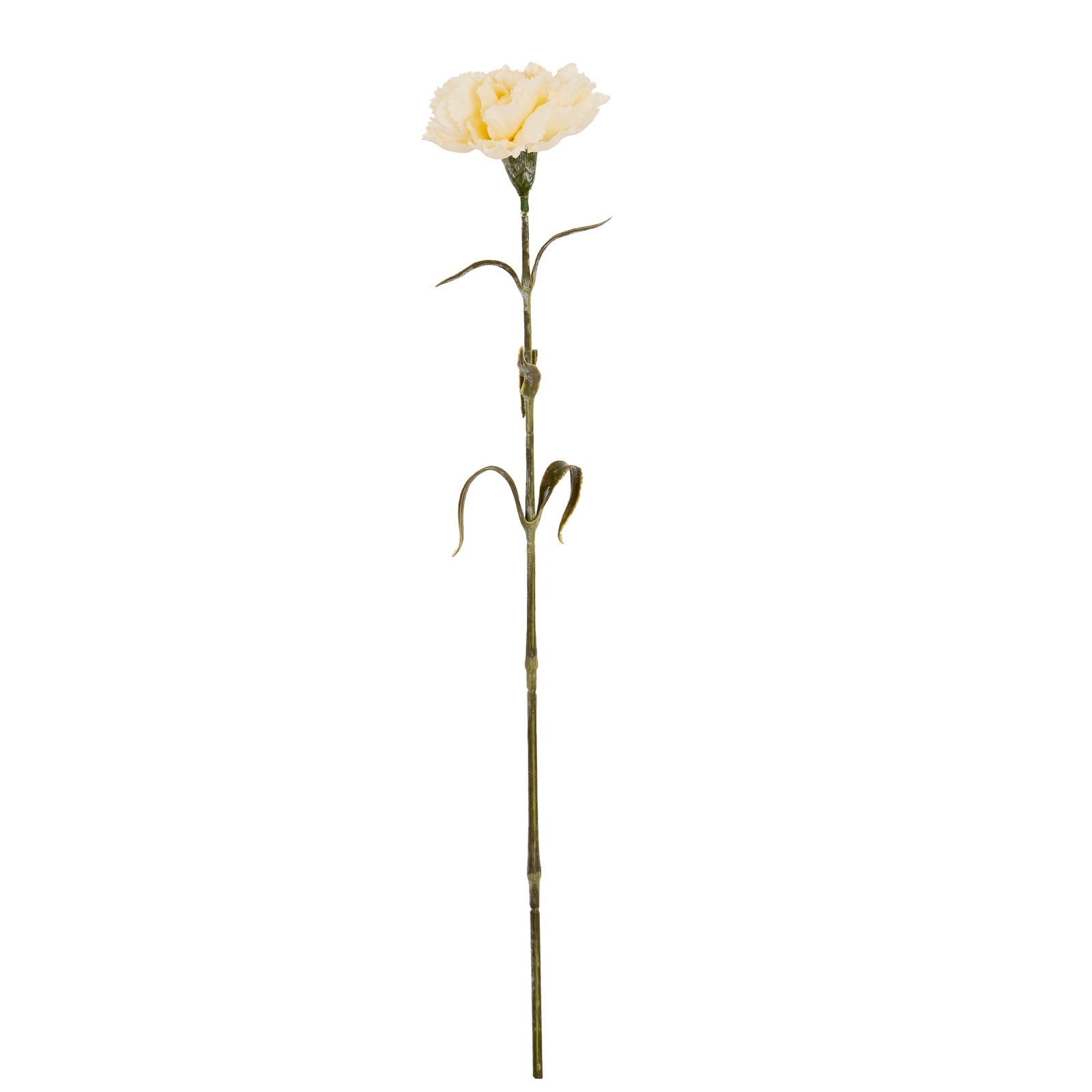Carnation Stem_4610