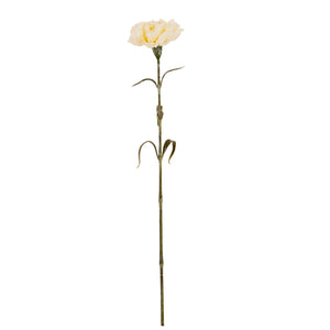 Carnation Stem_4610