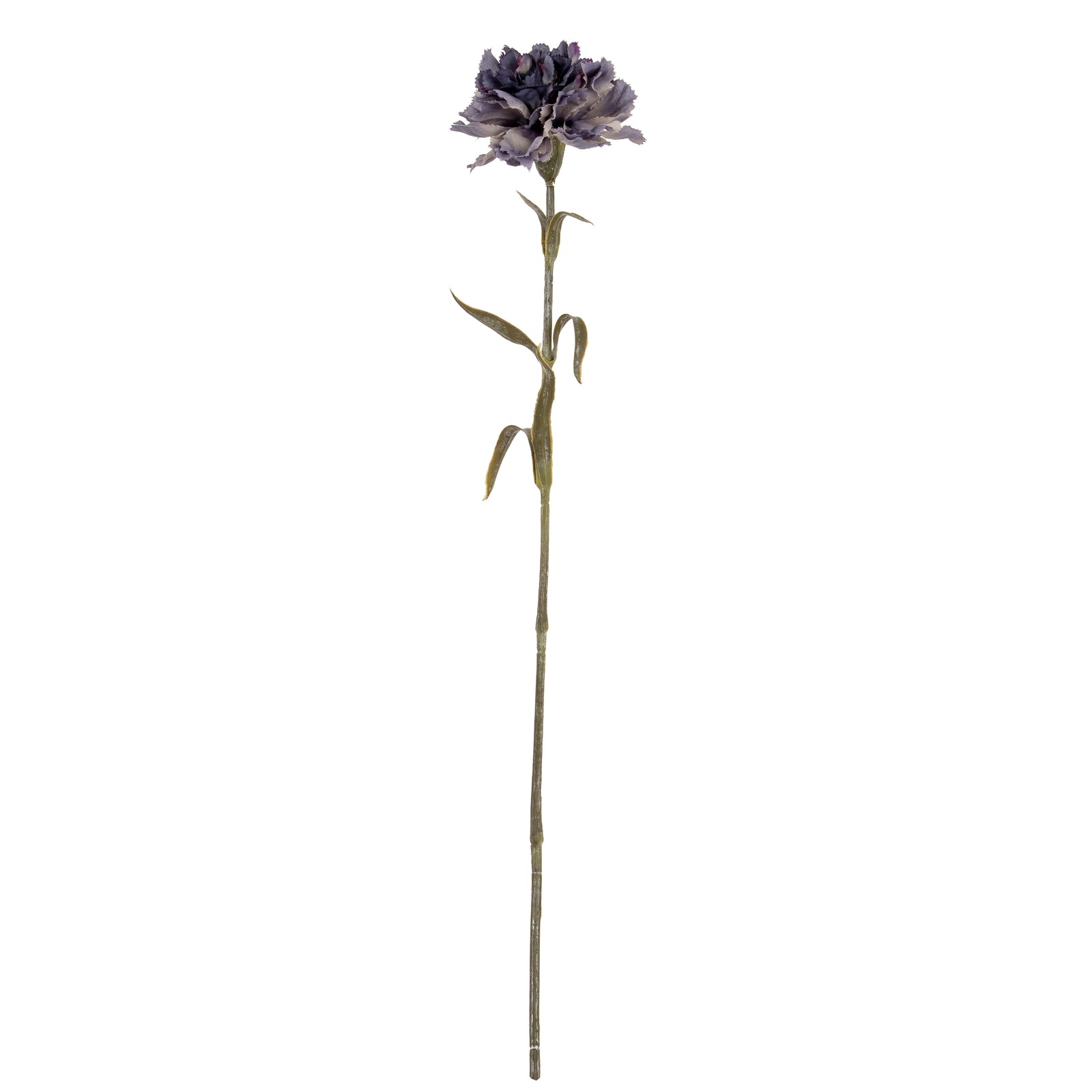 Carnation Stem_5422