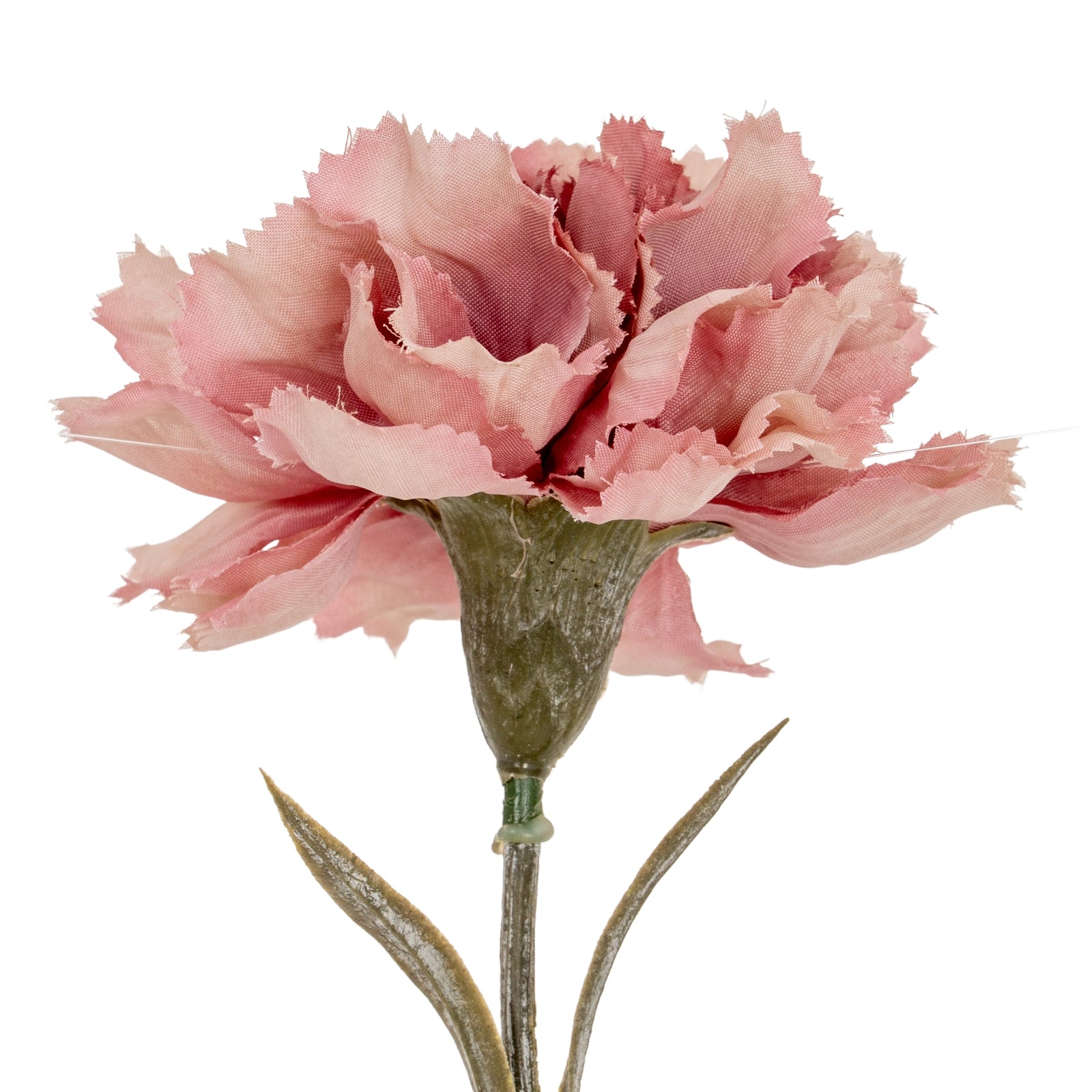 Carnation Stem_5372