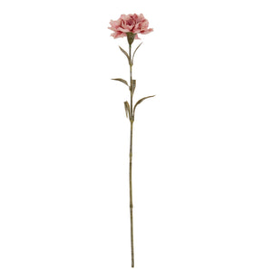 Carnation Stem_5371