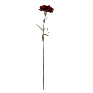 Carnation Stem_4517